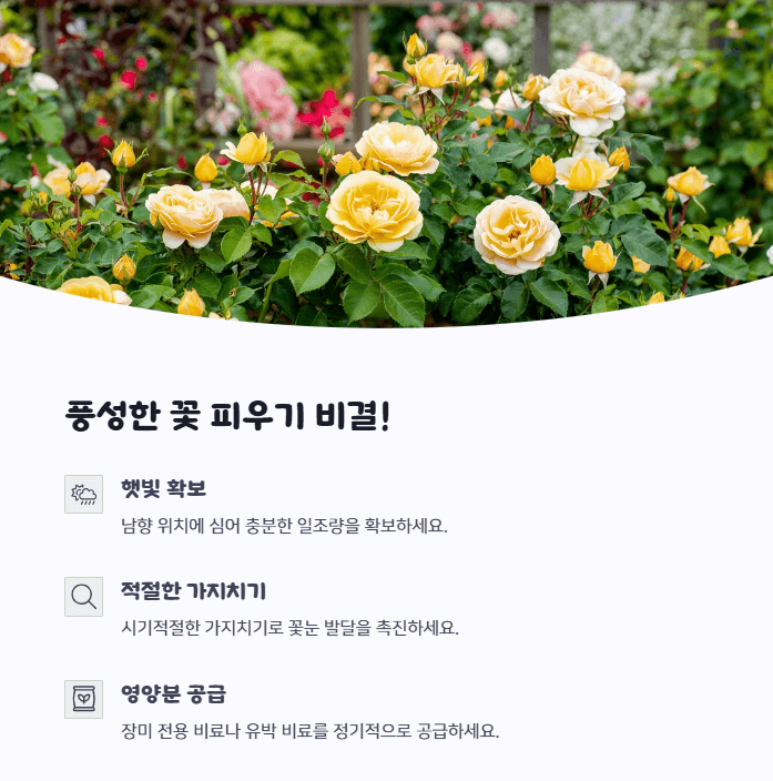 목향장미 키우기