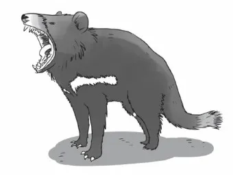 태즈메이니아 데빌 특징 매력 성격_11