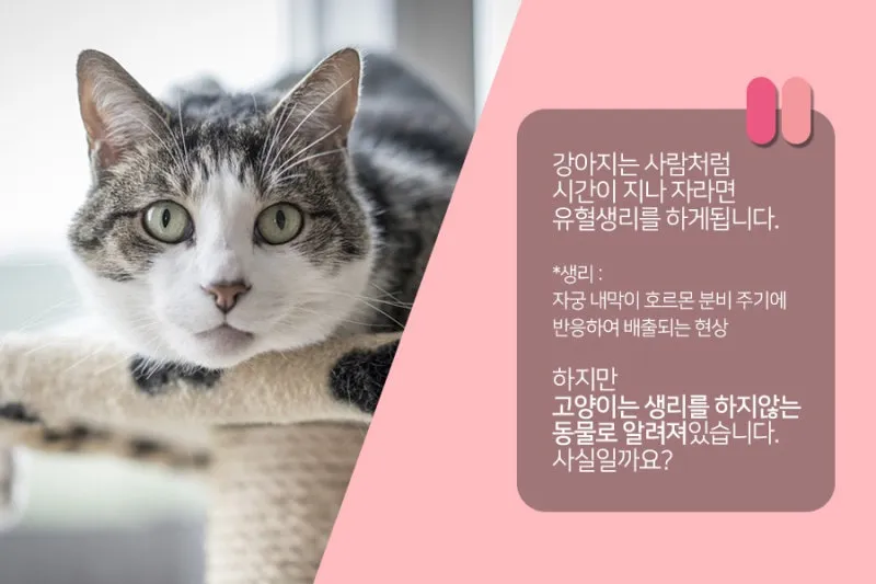 &amp;quot;고양이