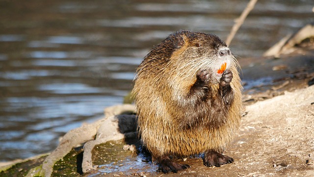 뉴트리아 포획 지자체별 포상금 현황 준비서류 