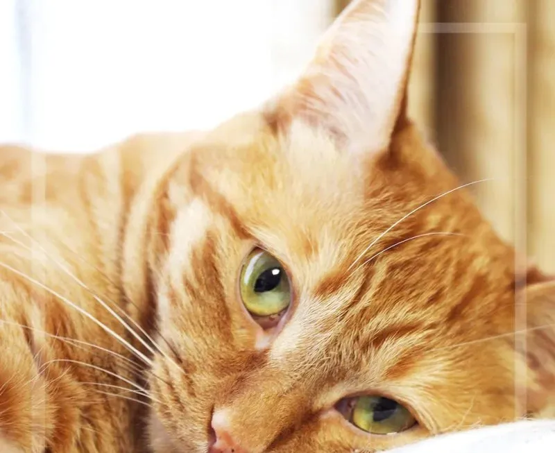 고양이 근육 경련 증상 원인 치료_2