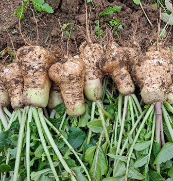 알타리심는시기 봄 가을 김장 총각무 파종 수확 시기 키우기 재배 방법 2