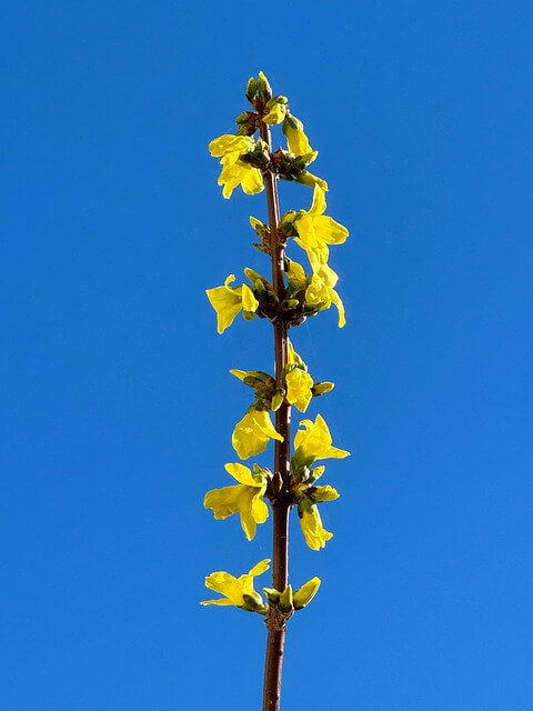 춘분의 뜻과 의미&amp;#44; 전통&amp;#44; 음식 그리고 그 의미