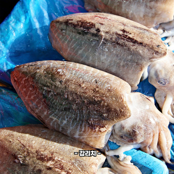 갑오징어 데치는법