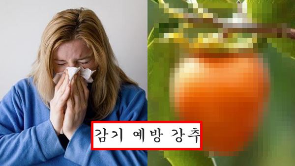 감 효능