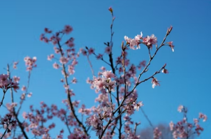 봄날의 경주 데이트&amp;#44; 벚꽃과 한옥 지붕 뷰를 품은 황리단길 고즈넉한 노키즈존 카페
