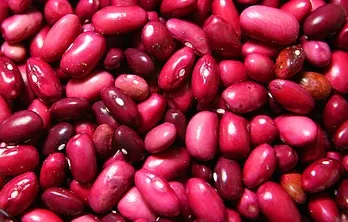 홈가드닝-미세먼지-차단-식물키우기-초보-강낭콩