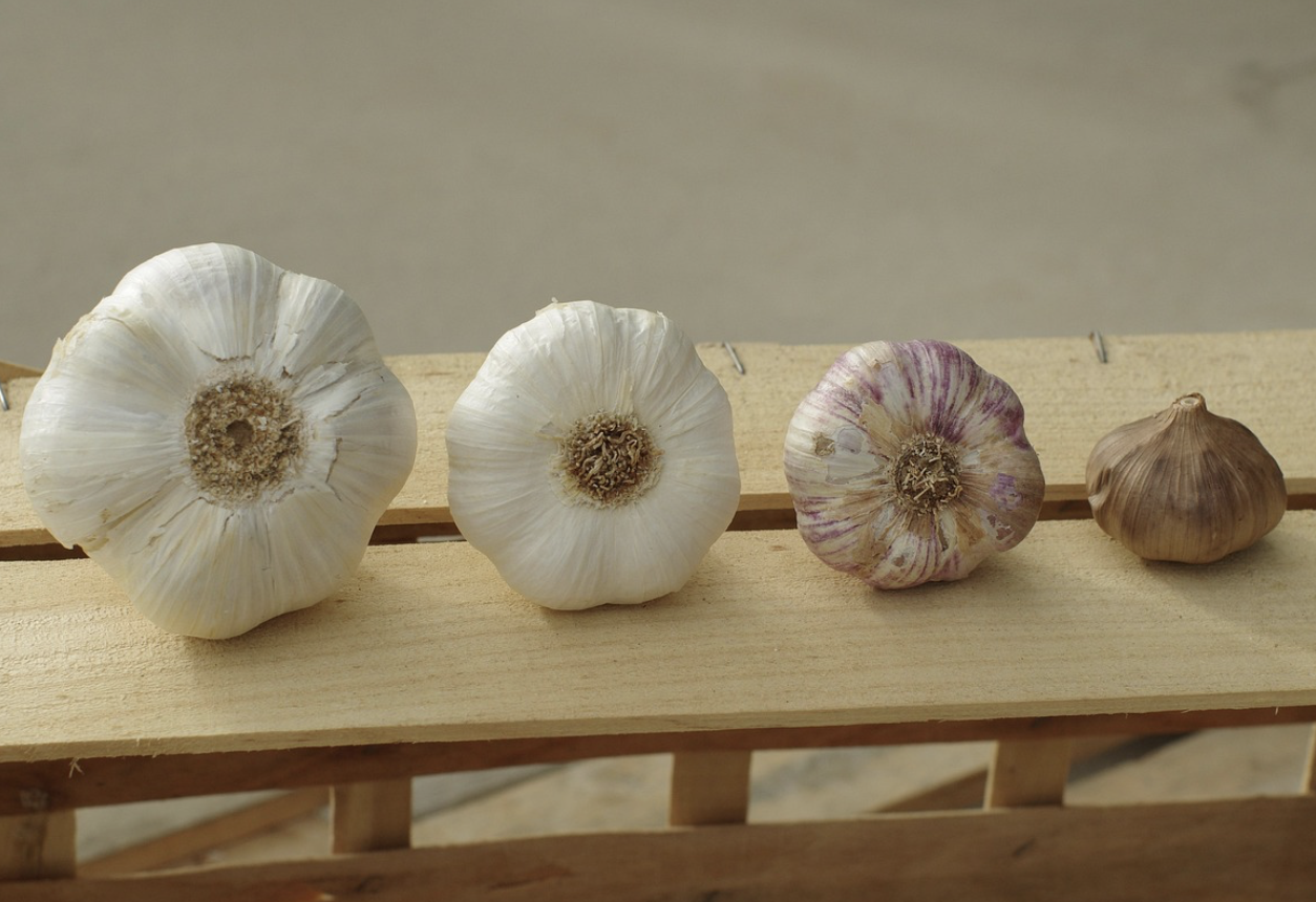 흑마늘 – 숙성 과정을 거쳐 단맛과 깊은 풍미를 가진 특별한 마늘