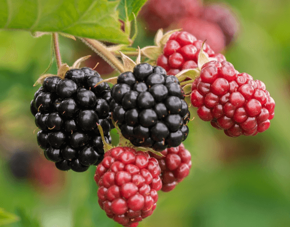 기미에 좋은음식