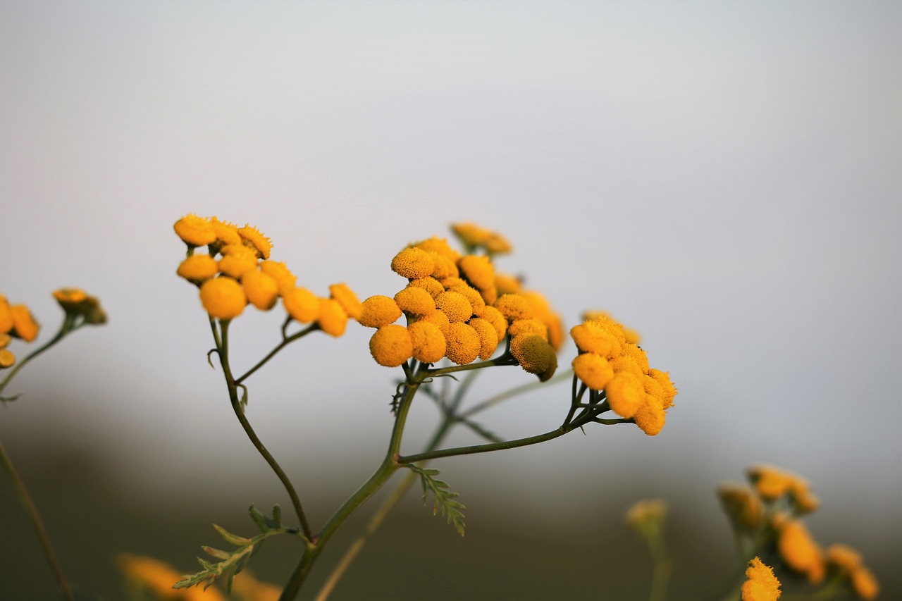 Helichrysum 헬리크리썸