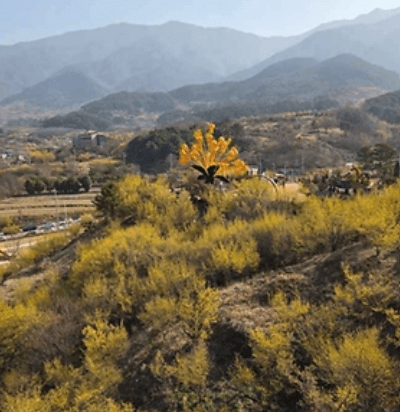구례 산수유 축제 일정, 주차, 주변 여행지 안내