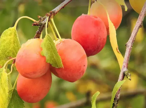 제철 자두, 효능 알고 먹으면 더 맛있다 - 종류, 세척, 알러지 정보 완벽 정리