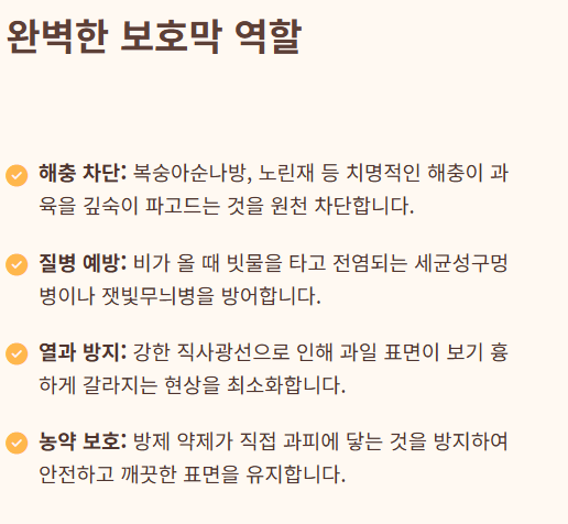 복숭아 봉지 씌우는 시기