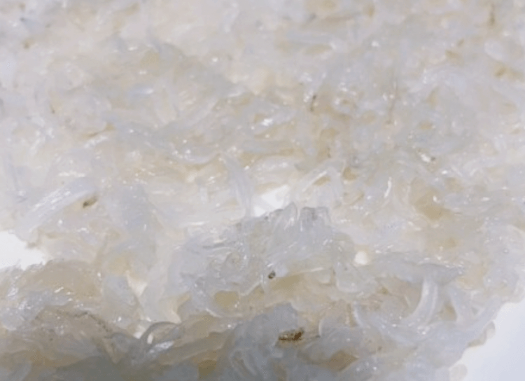 접시에-담겨진-싱싱한-오징어회