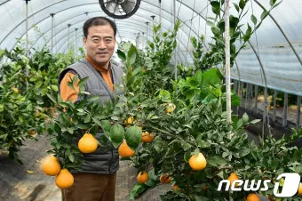 황금향 재배 개화기 관리 수분 수정 과실 비대_5