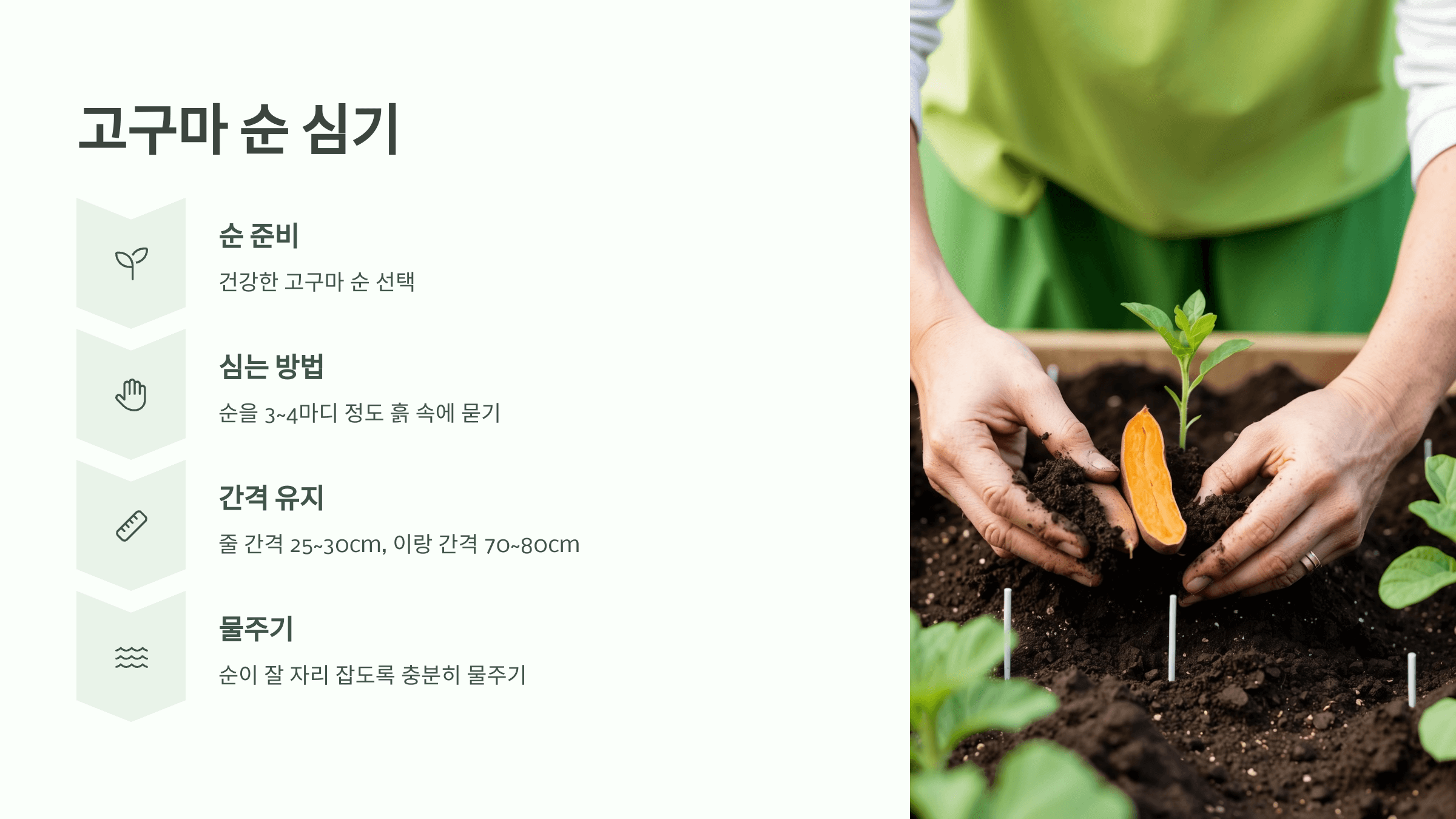 고구마 사진입니다.