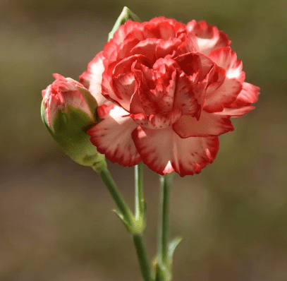 스승의 날 선물