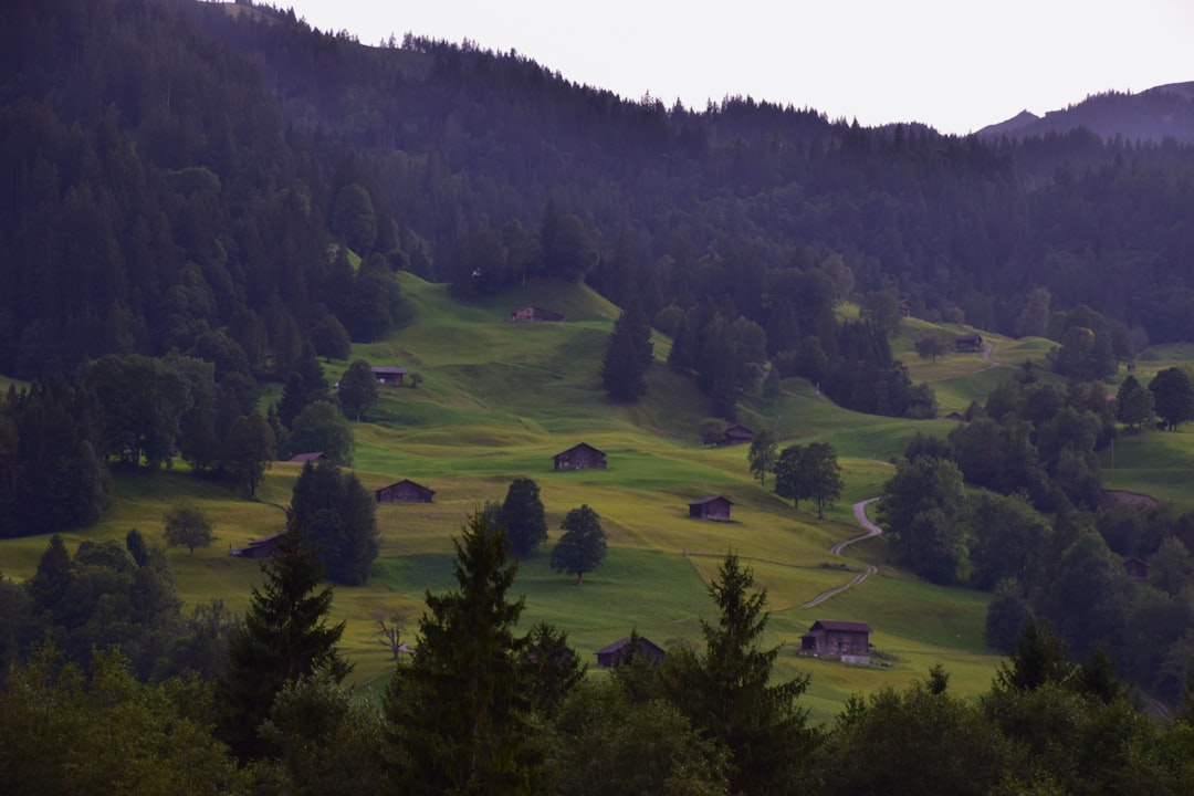 Hillside