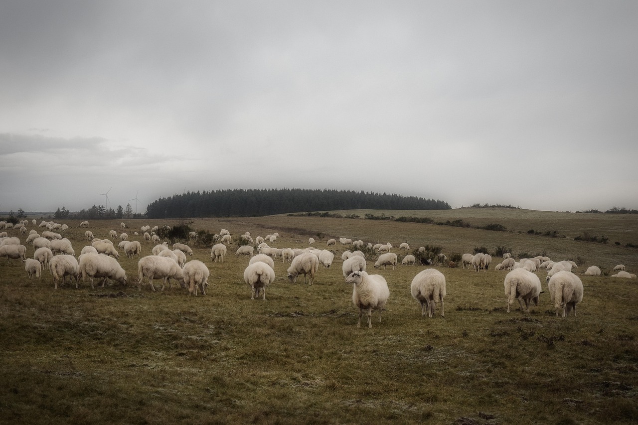 영화 양들의 침묵 관련 이미지
