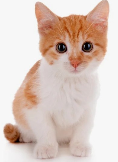 사랑받는 고양이 종류 TOP 10