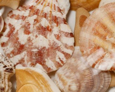 12월 제철 해산물