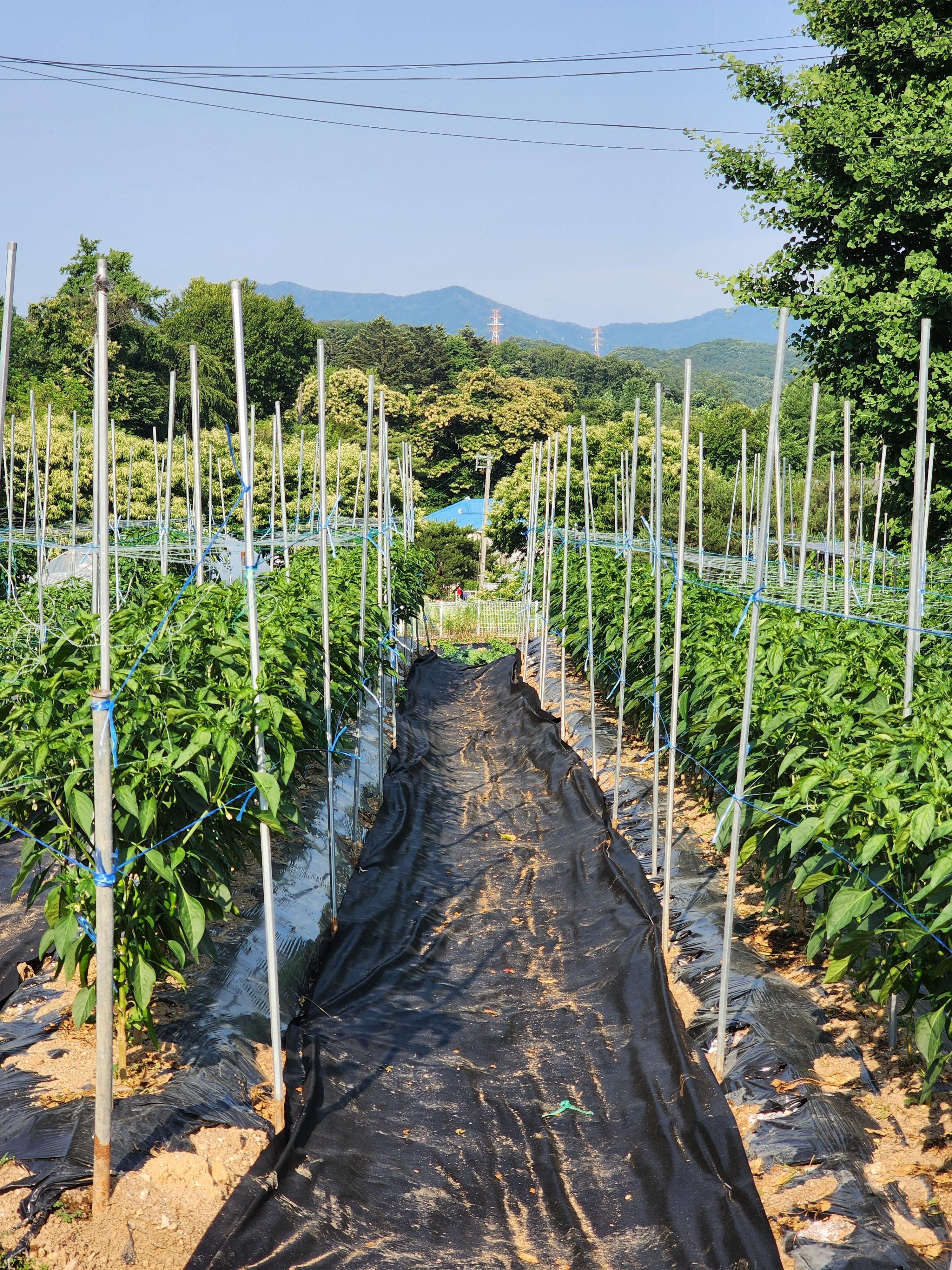 Alt 속성 문제 해결 설명 이미지