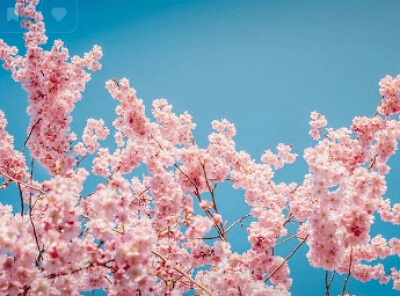 진해군항제 무료 셔틀버스 노선도&amp;#44; 기차 예매 꿀팁