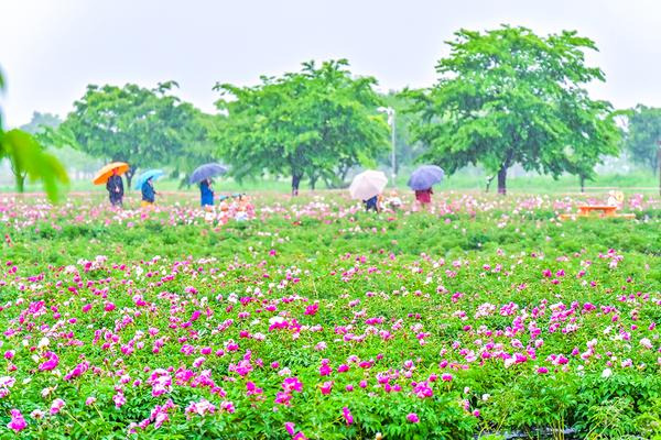 2025 함안 청보리 작약축제 일정&amp;#44; 위치&amp;#44; 볼거리 총정리(5/9~5/11)
