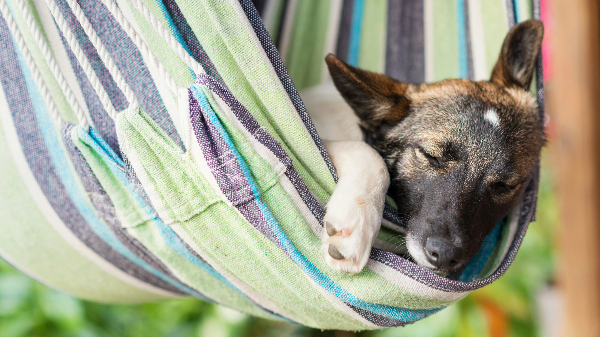 편안하게 잠들어있는 강아지