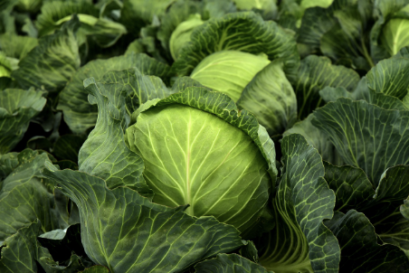 식물 키우기와 반려 식물 관리법