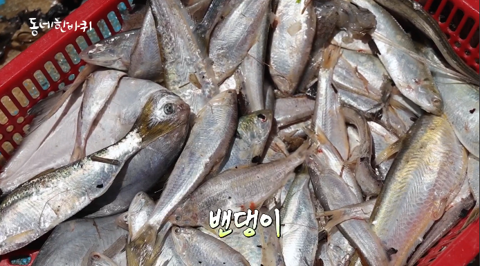밴댕이