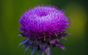 밀크씨슬 효과 복용법