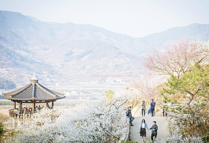3월 축제 일정표 가볼 만한 곳 추천 총정리(2025 Ver)