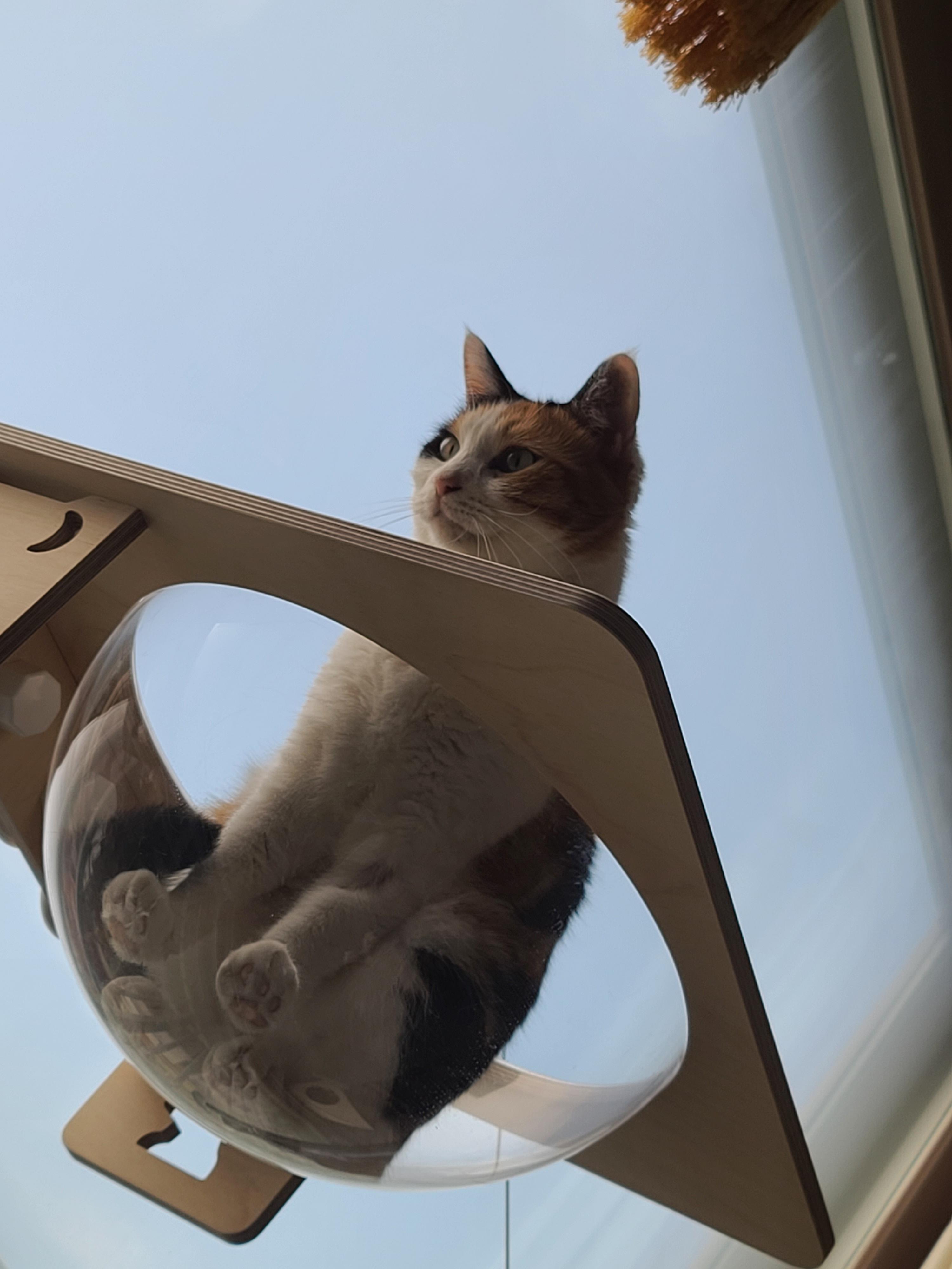 역시 니가 첫번째일줄 알았어 요미야 ㅋ(feat.캣볼 뷰 맛집_젤리,창밖)