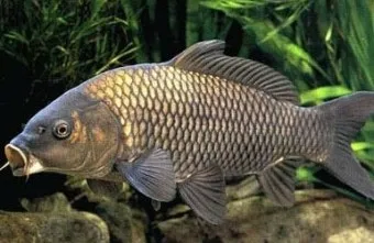 조선시대 산후조리 풍습 여성 건강 동의보감_15