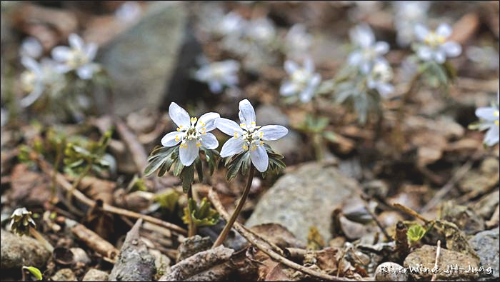 천성산 산하동 야생화