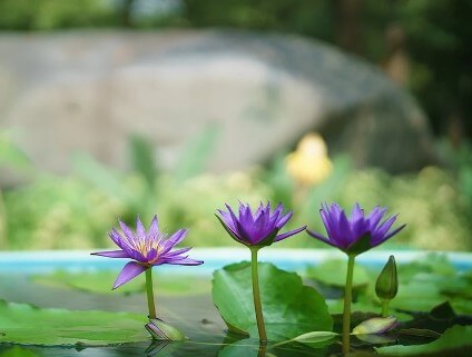 제주 한림공원 수선화 축제가 23년 1월 21일부터 2월 19일까지 제12회 수선화축제를 개최합니다. 1월부터 12월까지 365일 꽃을 관람할 수 있고 테마 별로 공간도 있어서 볼 거리가 많습니다.