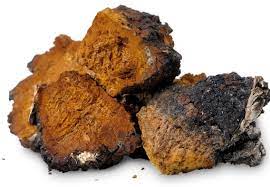 차가버섯의 효능 알아보기