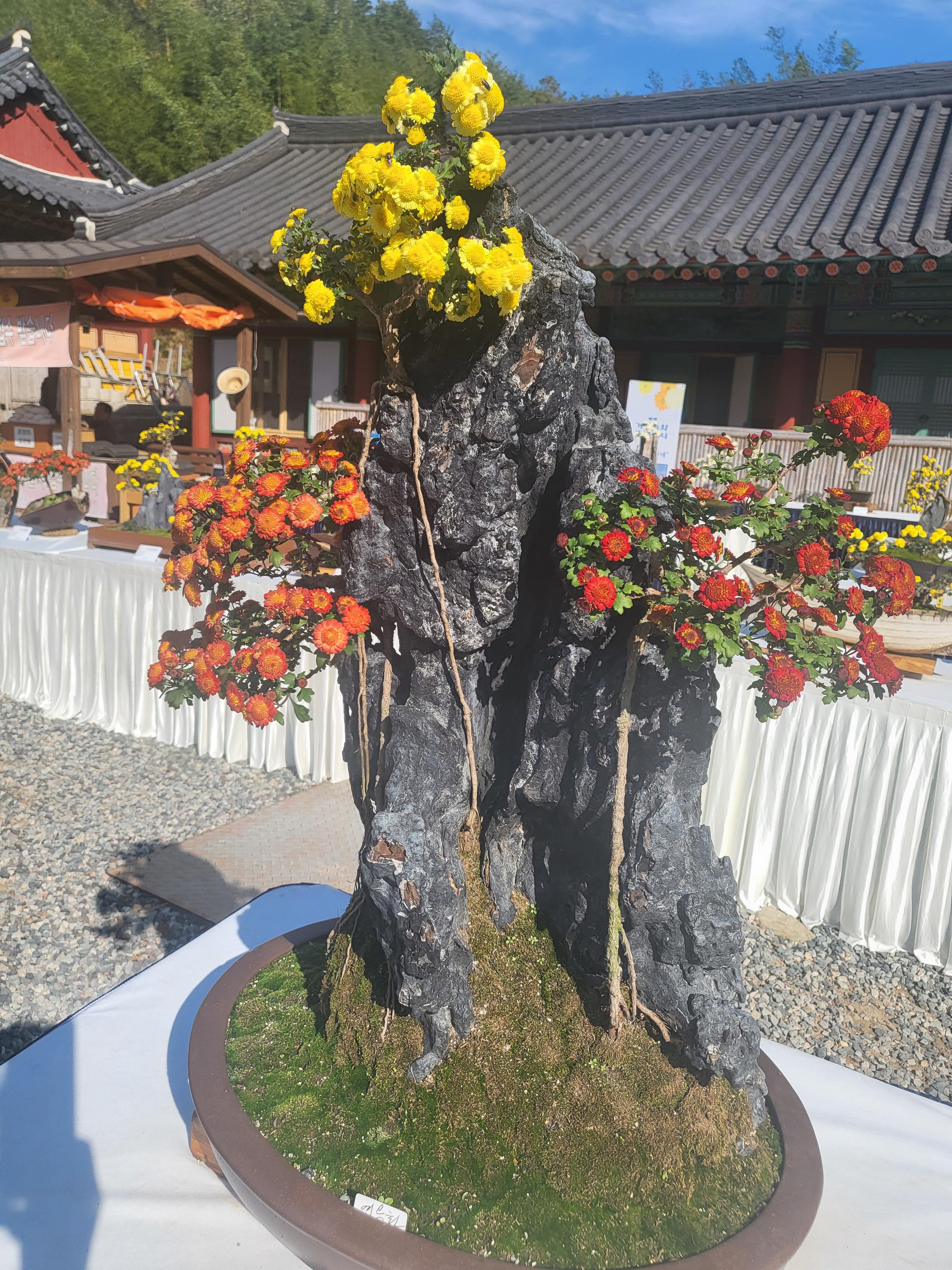 국화 향기 가득한 부산 기장 장안사 제 7회 기장 국화분재전시회가 열렸습니다.