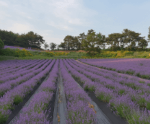 고창 라벤더 축제