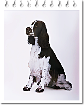 사냥견
잉글리시 스프링거 스패니얼(English Springer Spaniel)