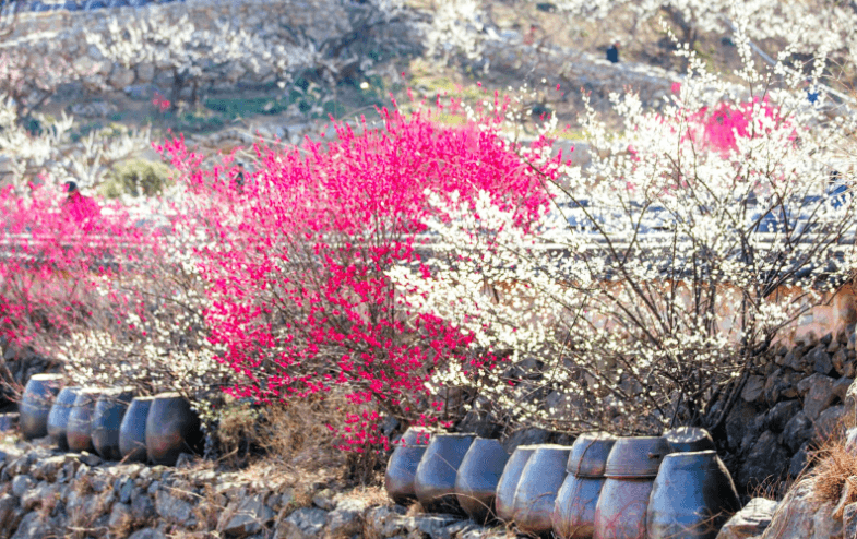 매화 축제 일정