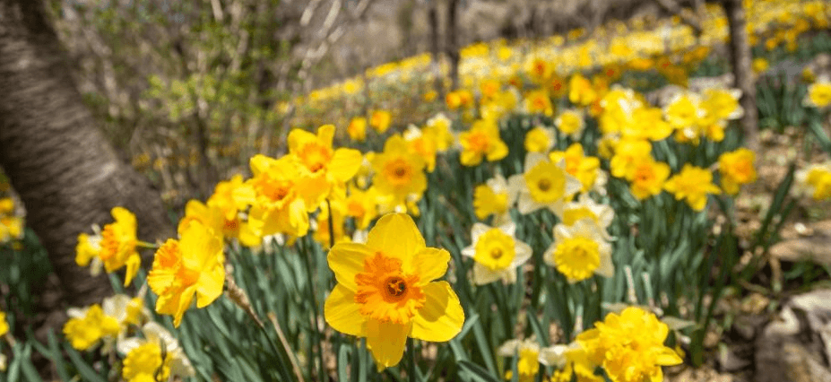 화담숲 봄 수선화 축제