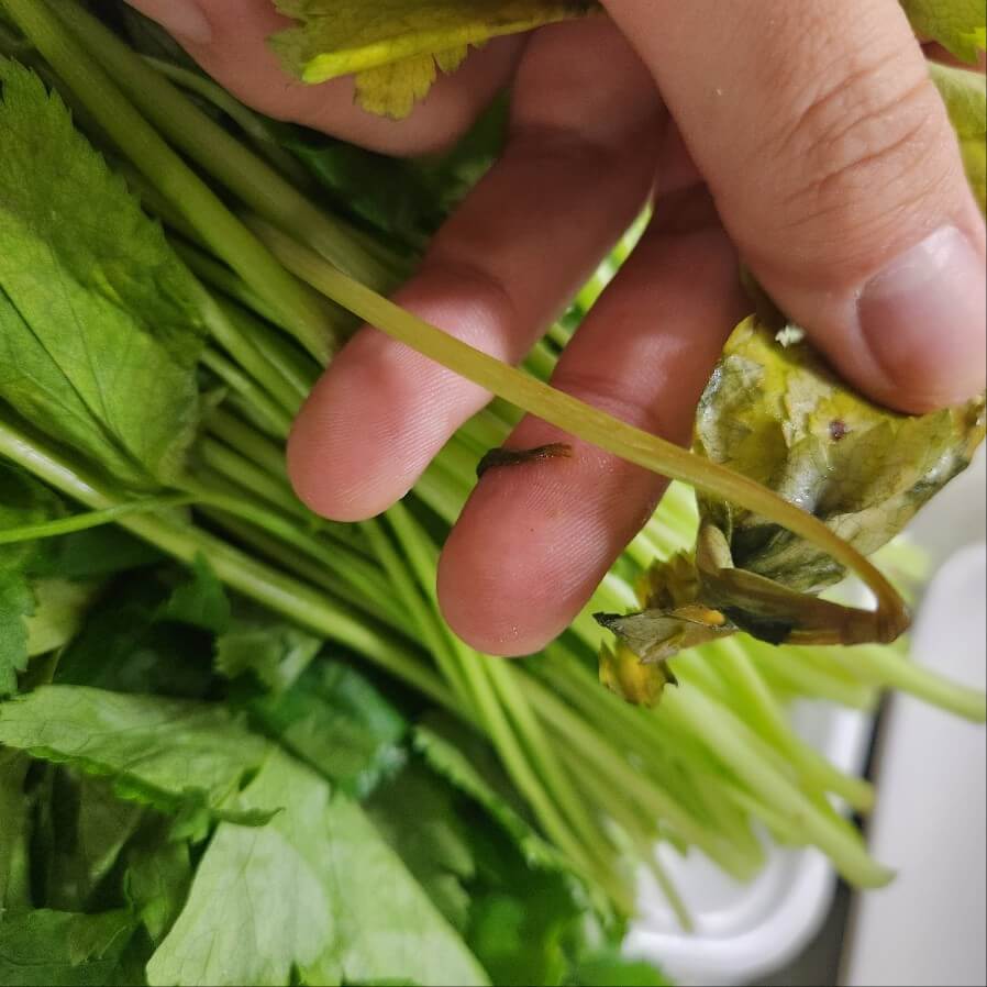 #나물 종류 #나물 영어로 #방풍나물 #봄나물 #나물반찬 #제철나물 #숙주나물무침 #명이나물 #궁채나물 #세발나물무침 #머위나물 #방풍나물 무침 #고사리나물볶음 #세발나물 #봄나물 종류 #유채나물 #무나물볶음 #곤드레나물밥 #톳나물무침 #원추리나물 #무나물 #숙주나물 #나물 종류50가지 #나물반찬 만드는 법 #나무를 심은 사람 #나물 무침 #나물투데이 #부지깽이 나물 #곤드레 나물