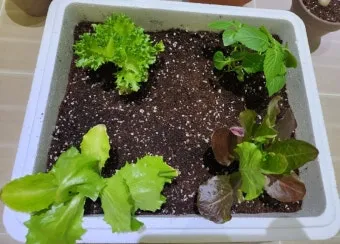 텃밭 상추 키우는 법 파종 간격 수확 연속수확 요령_10