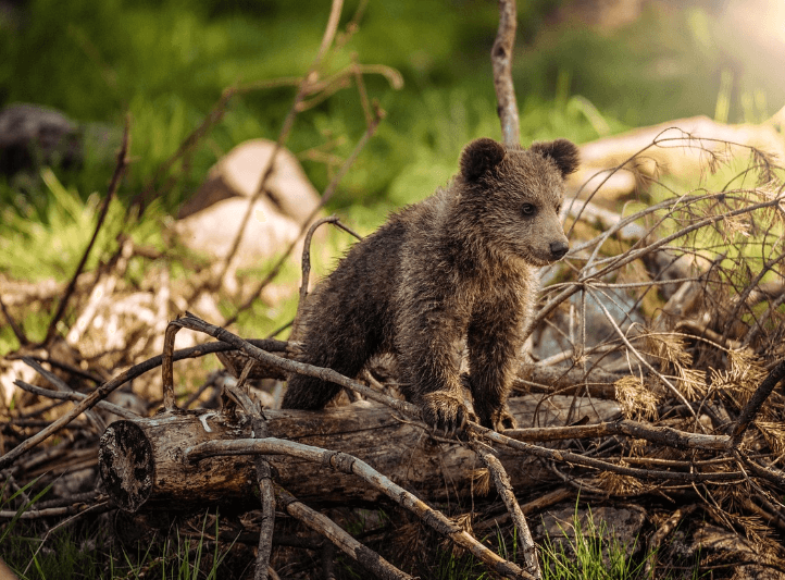 곰 꿈 해몽 풀이