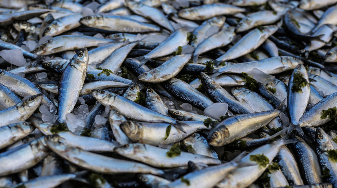 후쿠시마 생선 세슘