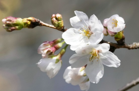 서울 벚꽃 명소