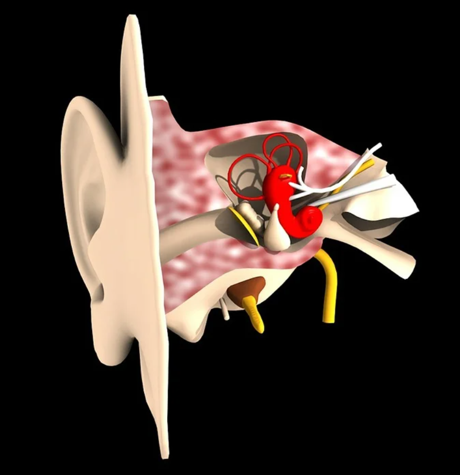 이소골 소리전달과 청력보호