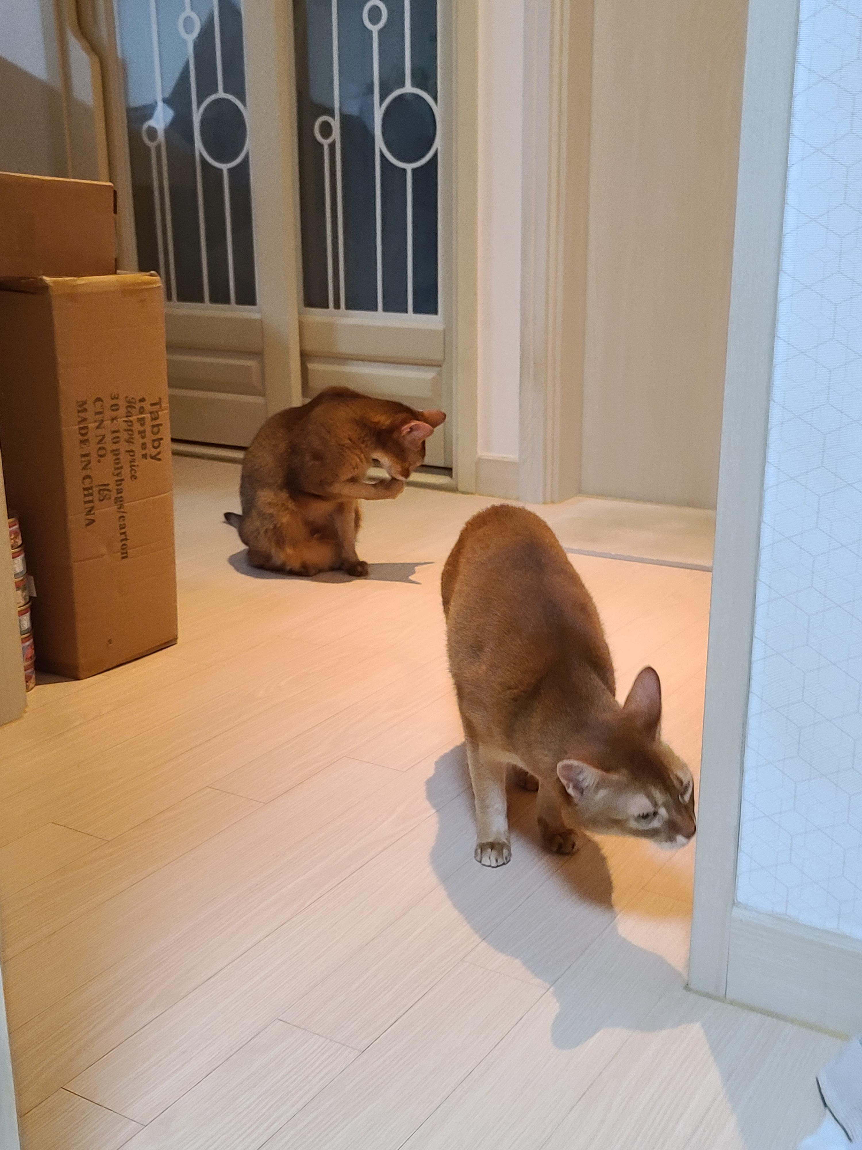 금묘의 방 앞 말잘듣는 착한 고양이들.